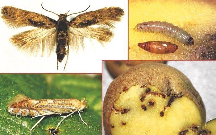 Картофельная моль