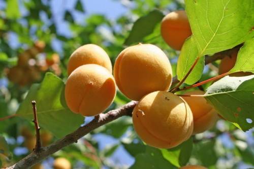 Шарафуга — гибрид абрикоса, сливы и персика