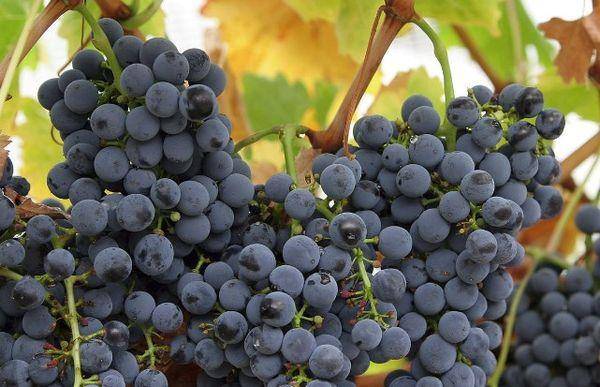Виноград — как сажать и ухаживать в открытый грунт, посадка и уход для новичков