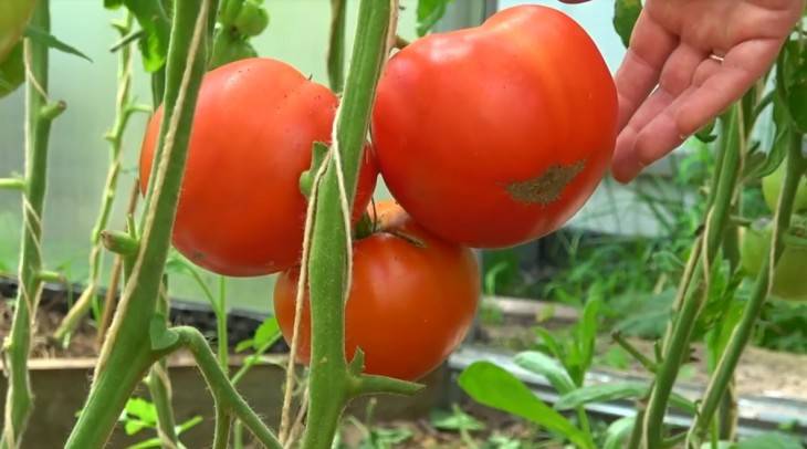 Китайский способ выращивания томатов