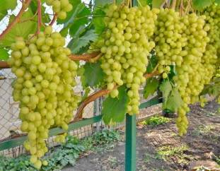 Описание и характеристики сорта винограда Алешенькин, обрезка, посадка и уход