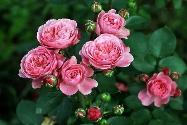 Мускусные розы: описание, посадка и уход