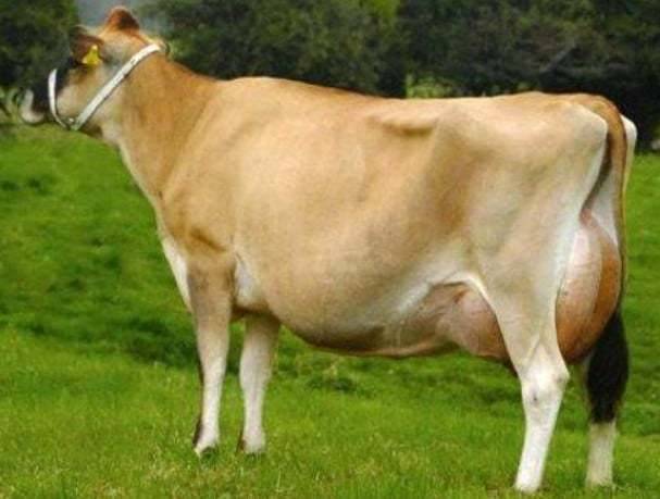 Мясо-молочные породы крс, характеристика коров молочного направления