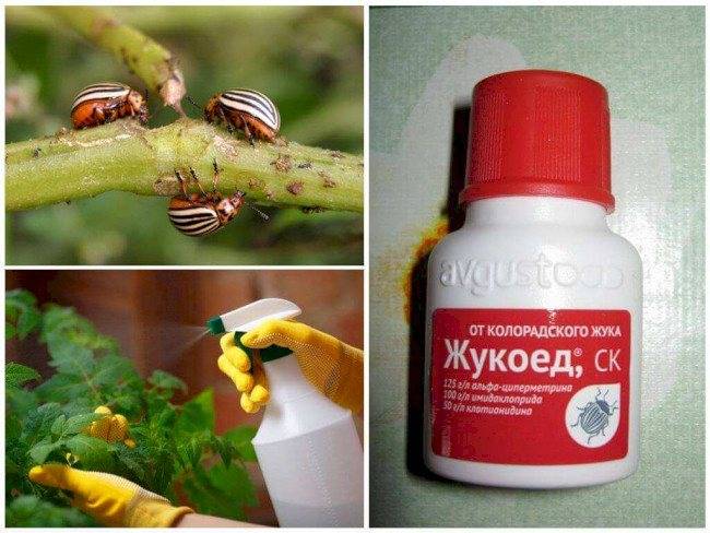 Жукоед от колорадского жука: инструкция по применению