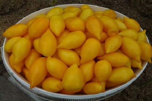 Крупноплодный сорт с отменным вкусом — томат мона биф f1: особенности выращивания помидоров