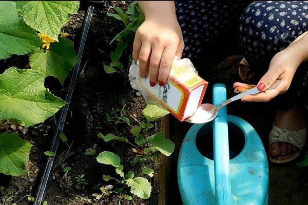 Правила применения соды против сорняков на огороде и меры предосторожности