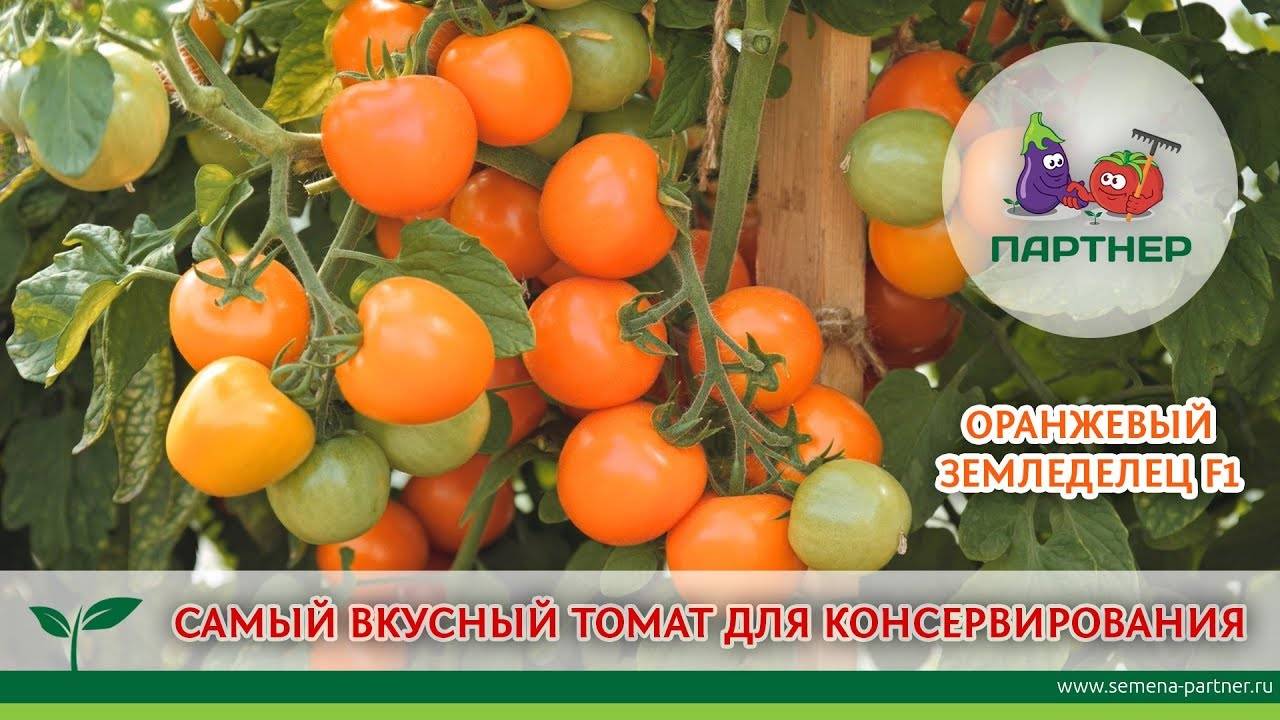 Лучшие томаты с желтыми плодами для консервации