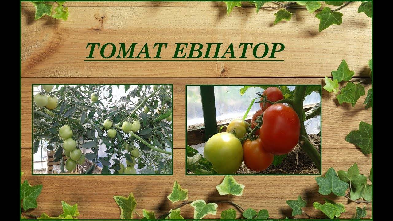 Характеристика и описание сорта томата Евпатор, его урожайность 