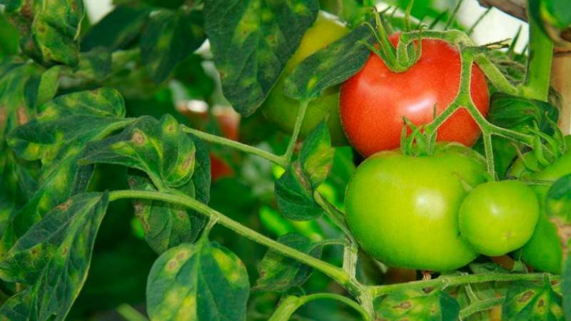 Что делать если появилась бурая пятнистость на помидорах