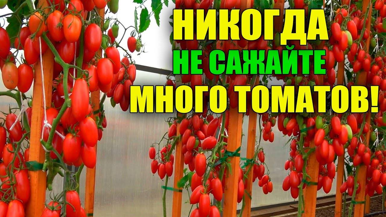 Советы «урожайного огорода татьяны», когда и как сеять томаты