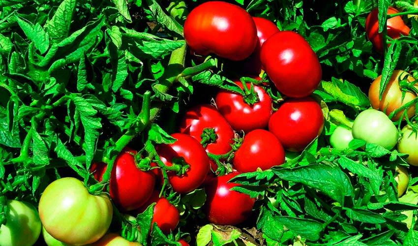 Характеристика и описание гибрида томата полбиг f1, выращивание