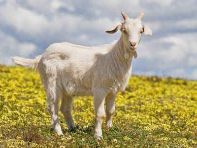 Продуктивность коз: сколько они дают молока и от чего это зависит?