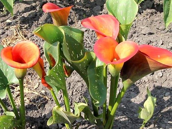 Цветы каллы — выращивание и уход в домашних условиях