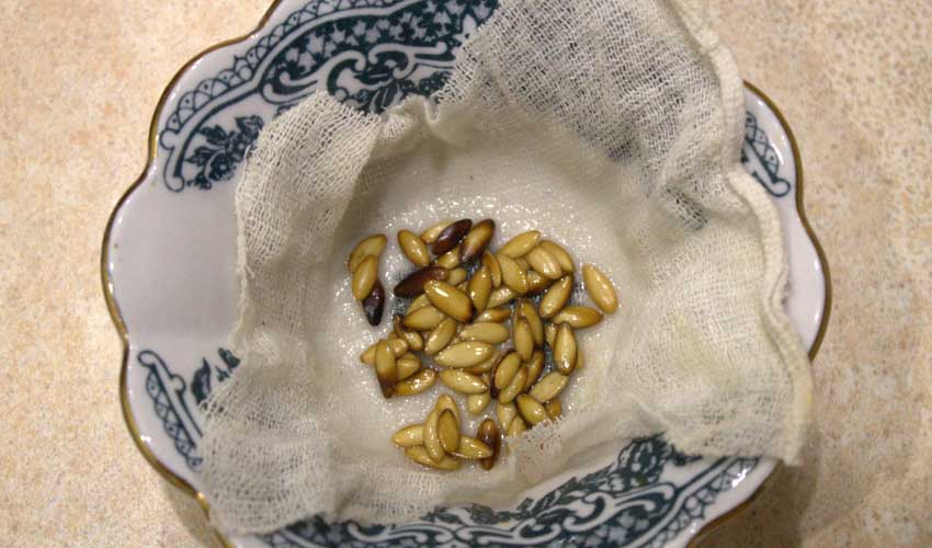 Особенности замачивания семян огурцов перед посадкой — когда начинать, как и в чем замачивать, как сажать