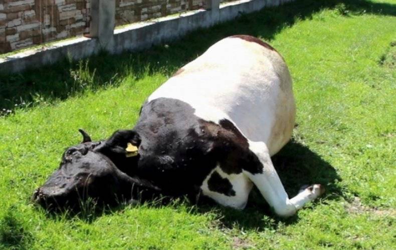 Почему корова или теленок потеют