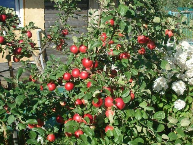 Яблоня августа: описание сорта и характеристики, выращивание, посадка и уход с фото