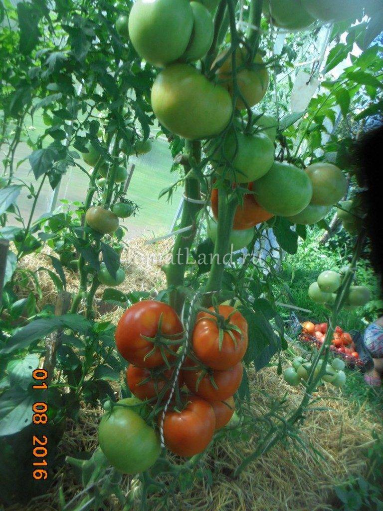 Помидоры марьина роща: выращивание и уход за сортом