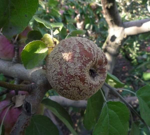 Почему яблоки гниют прямо на дереве, как победить болезнь