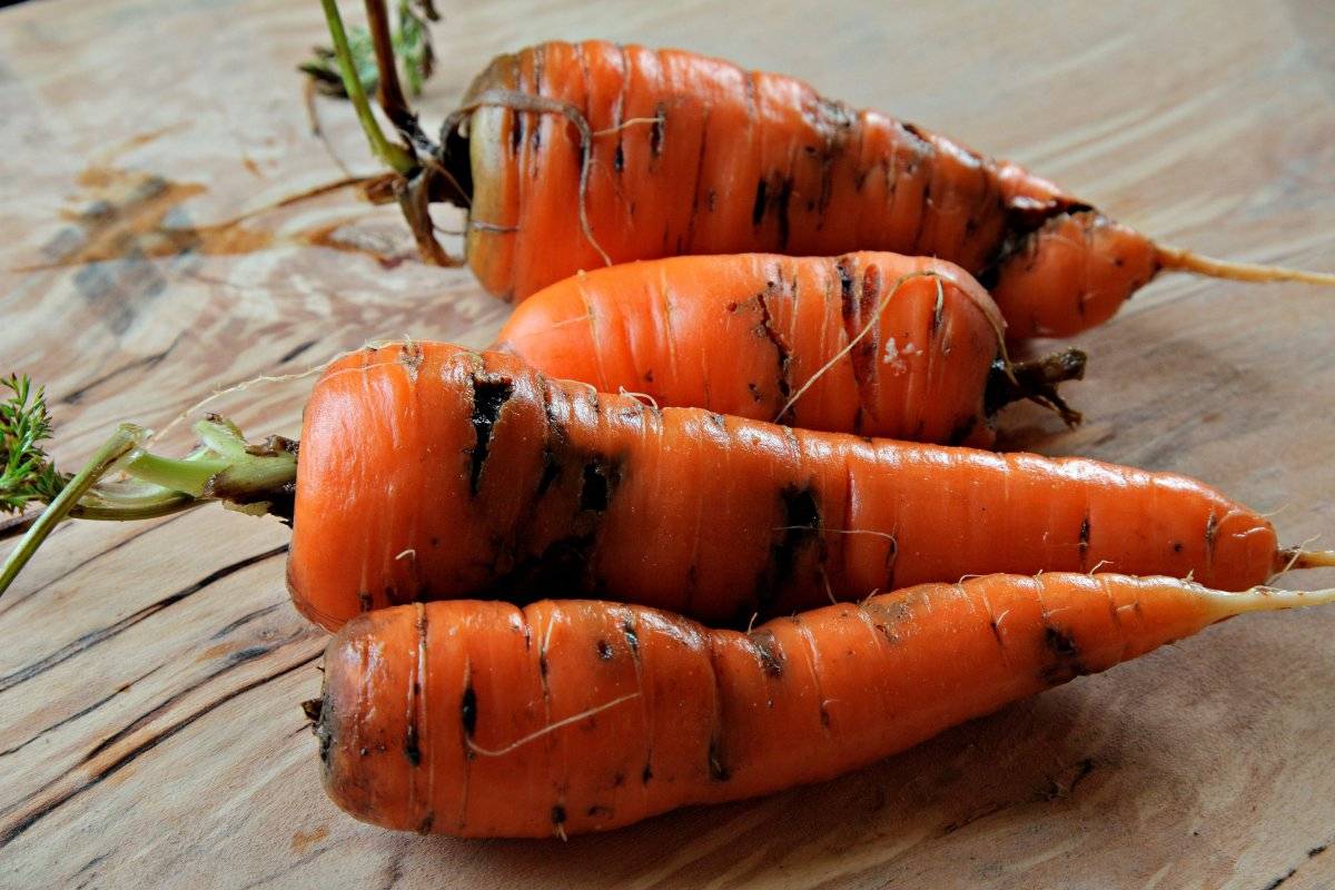 Опасные болезни и вредители моркови