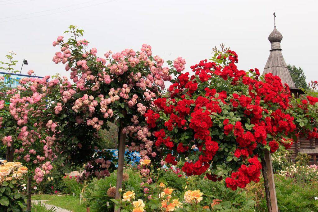 Штамбовая роза: описание и правила выращивания