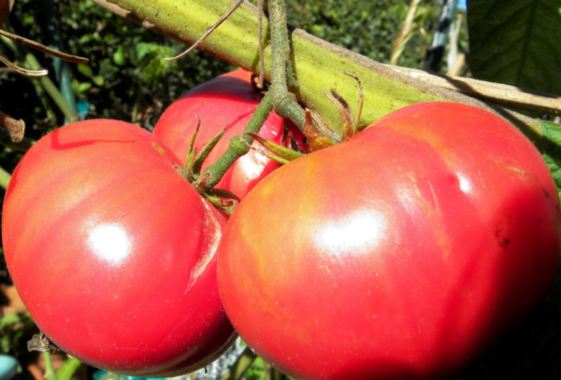 Раннеспелый, низкорослый, универсального назначения сорт томата «ричи f1»: описание, характеристика, посев на рассаду, подкормка, урожайность, фото, видео и самые распространенные болезни томатов