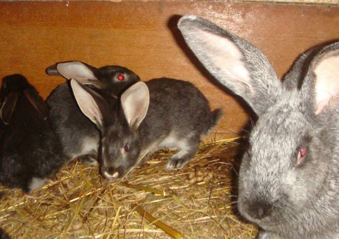 Уход за новорожденными крольчатами, содержание крольчихи после родов