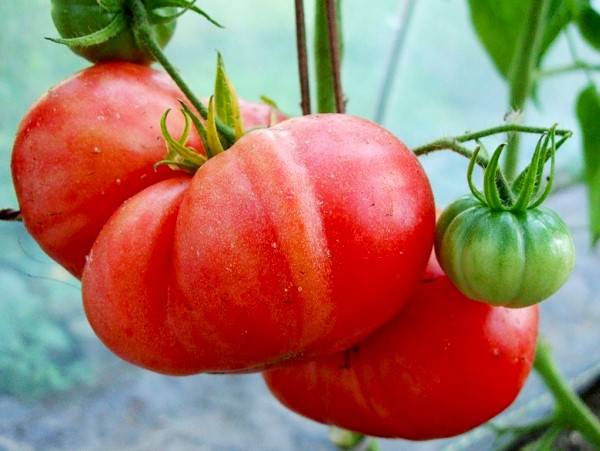 Характеристика и описание сорта томата Полбиг, его урожайность