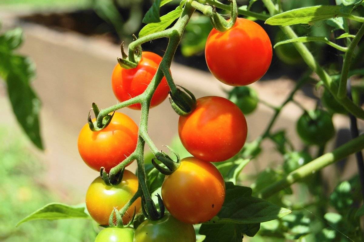 Описание сорта томата Черри Лиза, его характеристика и урожайность