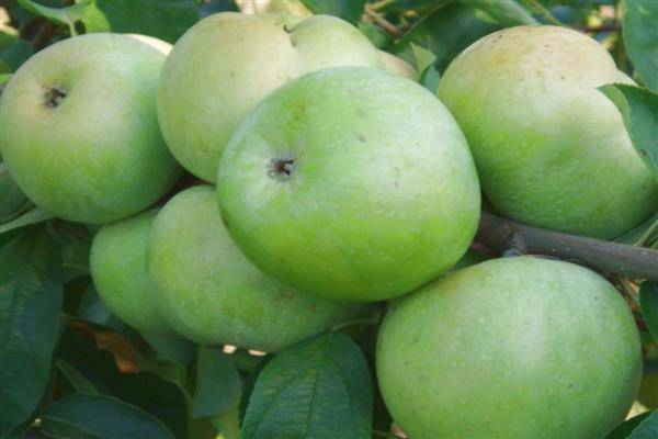 Особенности посадки яблонь в сибири: выбор сорта, участка, рекомендации по высаживанию и уходу