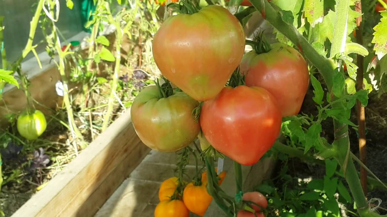 Описание и нюансы выращивания томатов сорта каспар f1