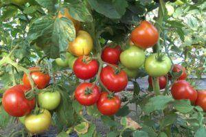 Характеристика и описание сорта томата Изюминка, урожайность