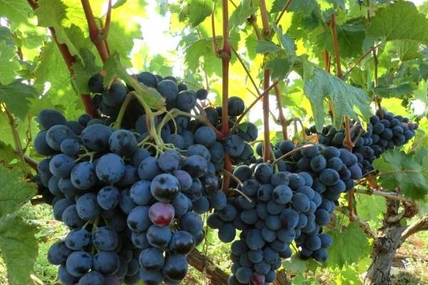 Кристалл: всё о выращивании популярного сорта винограда