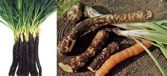 Черная морковь: лучшие сорта и правила выращивания и ухода