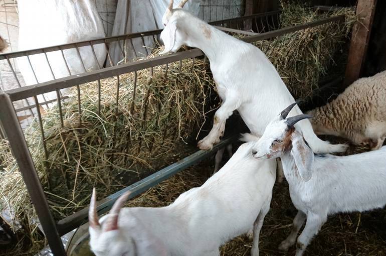 Кормление коз в разные периоды беременности