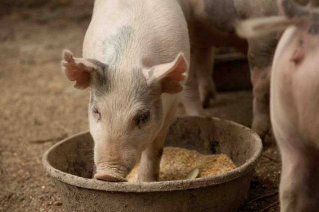 Как и чем кормить свиней?