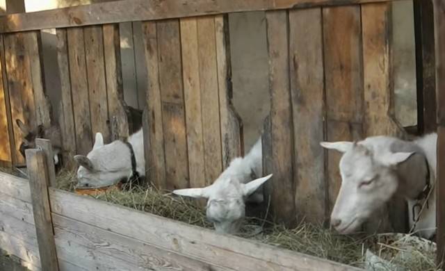 Сколько козе нужно сена на зиму, расчет нормы на день и год, правила хранения