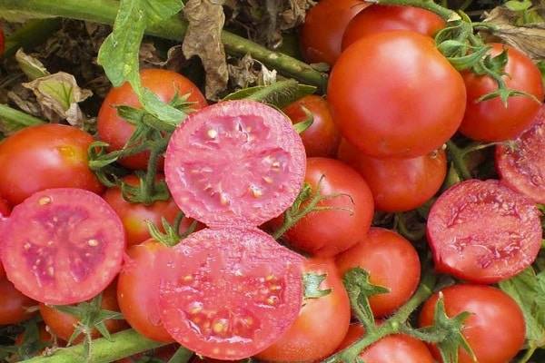 Описание сорта томата японский карлик и урожайность