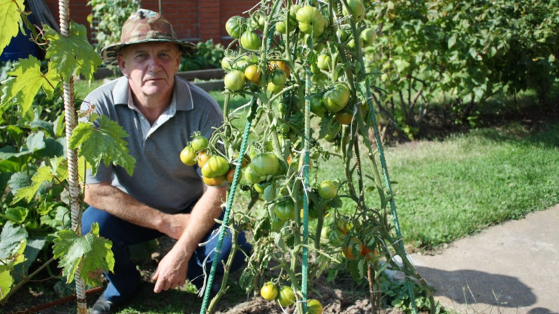 Технология выращивания томатов в ведрах
