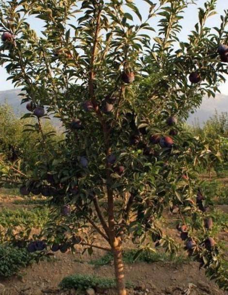 Карликовая яблоня соколовское