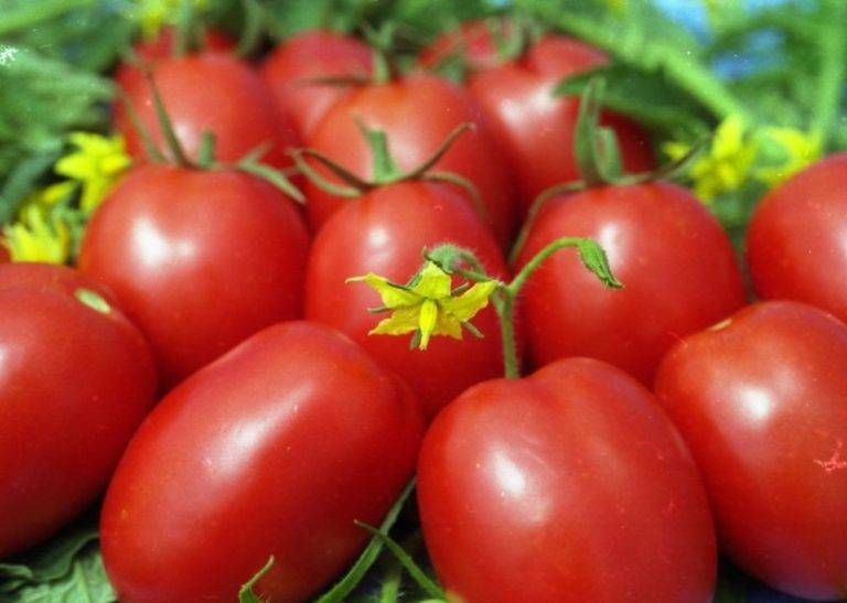 Совершенный томат: подробное описание гибрида сагатан f1 и советы по выращиванию