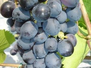 Описание и особенности винограда агат донской