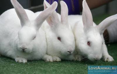 Причины гибели кроликов и что с этим делать