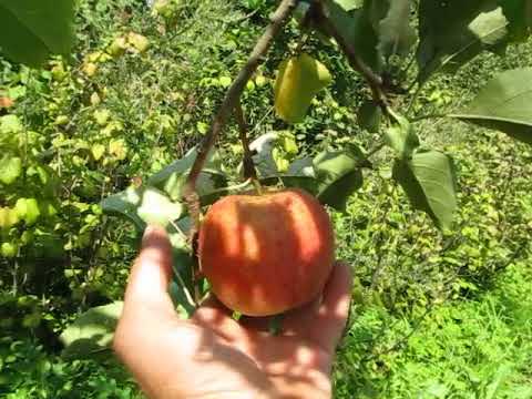 Яблоня персиянка: описание и характеристики сорта, урожайность и зимостойкость