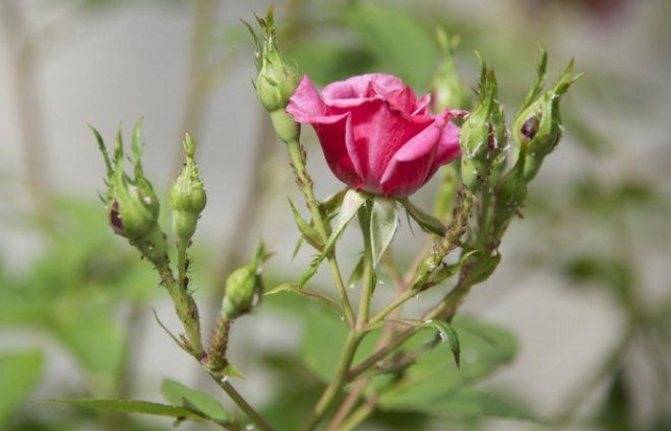 Как избавиться от тли на розах: эффективные способы борьбы, препараты для обработки