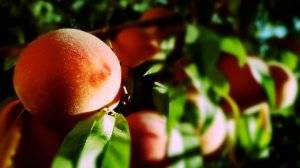Обзор болезней и вредителей персика