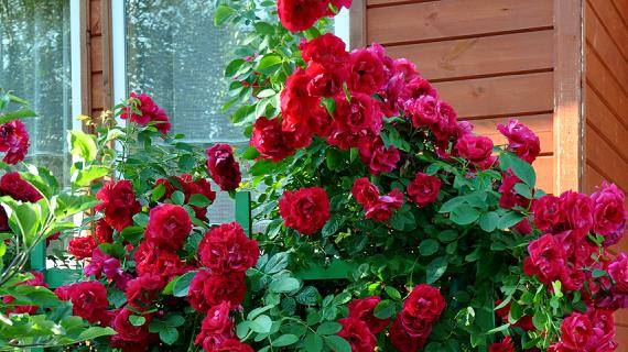 Как правильно ухаживать за розами весной в открытом грунте