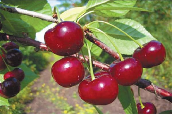 Описание и характеристики сорта вишни Шубинка, урожайность, посадка и уход
