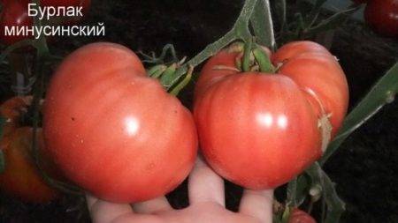 Описание сорта томата Елена, особенности выращивания и урожайность