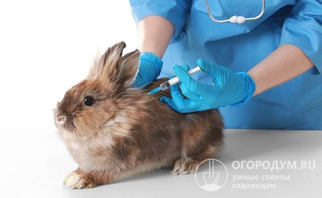 Вакцина для кроликов против миксоматоза и вгбк