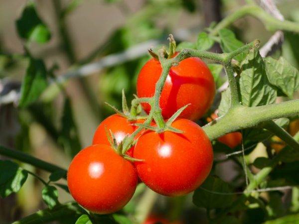 Как вырастить помидор необычной формы: сорт «пузата хата»
